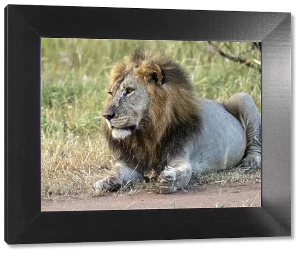 An adult male lion (Panthera leo), Tarangire National Park, Tanzania, East Africa, Africa