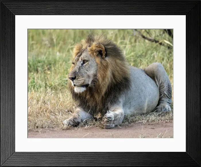 Framed Print : An adult male lion (Panthera leo), Tarangire National Park, Tanzania, East Africa, Africa Framed Print : An adult male lion (Panthera leo), Tarangire National Park, Tanzania, East Africa, Africa