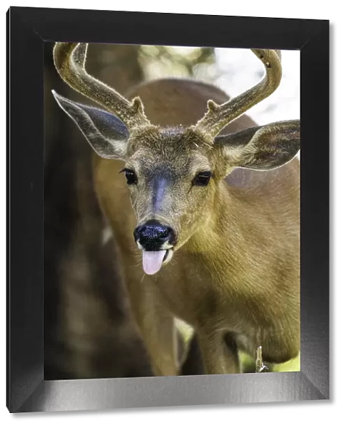 Roosevelt Elk at Olympic National Park, UNESCO World Heritage Site, Washington State
