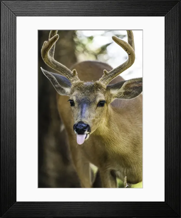 Framed Print : Roosevelt Elk at Olympic National Park, UNESCO World Heritage Site, Washington State Framed Print : Roosevelt Elk at Olympic National Park, UNESCO World Heritage Site, Washington State