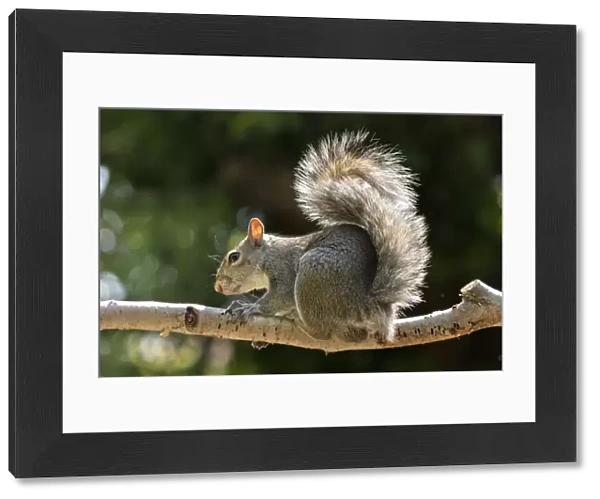 A Grey Squirrel photographed in a North Yorkshire garden, England, United Kingdom, Europe