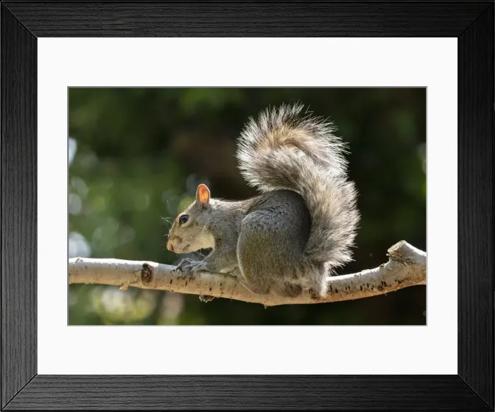 Framed Print : A Grey Squirrel photographed in a North Yorkshire garden, England, United Kingdom, Europe Framed Print : A Grey Squirrel photographed in a North Yorkshire garden, England, United Kingdom, Europe