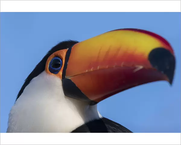 Toco toucan (Ramphastos toco), Pantanal, Mato Grosso do Sul, Brazil, South America