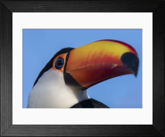 Framed Print : Toco toucan (Ramphastos toco), Pantanal, Mato Grosso do Sul, Brazil, South America Framed Print : Toco toucan (Ramphastos toco), Pantanal, Mato Grosso do Sul, Brazil, South America