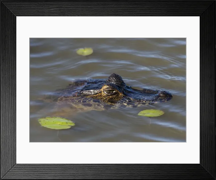 Framed Print : Jacare caiman (Caiman yacare), Pantanal, Mato Grosso do Sul, Brazil, South America Framed Print : Jacare caiman (Caiman yacare), Pantanal, Mato Grosso do Sul, Brazil, South America