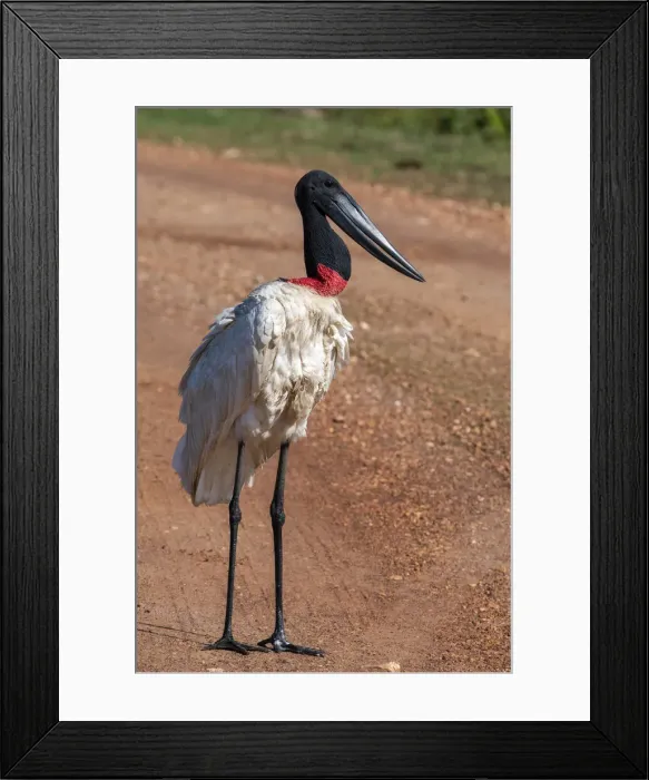 Framed Print : Jabiru stork (Jabiru mycteria), Pantanal, Mato Grosso do Sul, Brazil, South America Framed Print : Jabiru stork (Jabiru mycteria), Pantanal, Mato Grosso do Sul, Brazil, South America