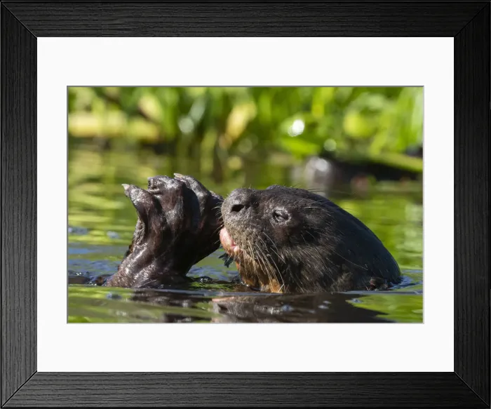 Framed Print : Giant Otter (Pteronura brasiliensis), Pantanal, Mato Grosso, Brazil, South America Framed Print : Giant Otter (Pteronura brasiliensis), Pantanal, Mato Grosso, Brazil, South America