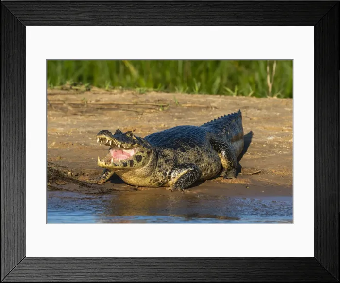 Framed Print : Jacare caiman (Caiman yacare), Pantanal, Mato Grosso, Brazil, South America Framed Print : Jacare caiman (Caiman yacare), Pantanal, Mato Grosso, Brazil, South America