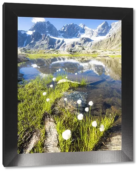 Lake Forbici surrounded by cotton grass in bloom, Valmalenco, Valtellina