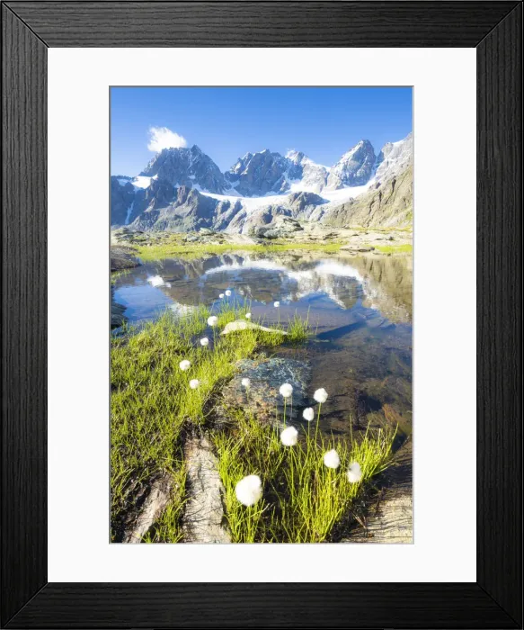 Framed Print : Lake Forbici surrounded by cotton grass in bloom, Valmalenco, Valtellina Framed Print : Lake Forbici surrounded by cotton grass in bloom, Valmalenco, Valtellina