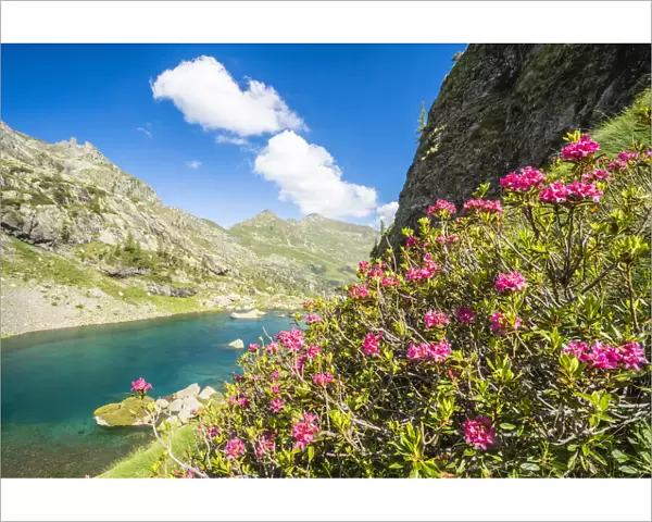 Blooming rhododendrons on shores of the alpine lake Zancone, Orobie Alps, Valgerola