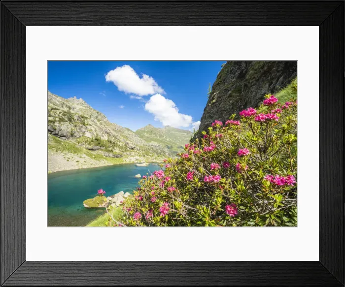 Framed Print : Blooming rhododendrons on shores of the alpine lake Zancone, Orobie Alps, Valgerola Framed Print : Blooming rhododendrons on shores of the alpine lake Zancone, Orobie Alps, Valgerola