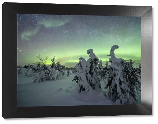 Winter forest covered with snow under the green Northern Lights (Aurora Borealis)