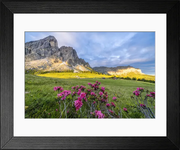 Framed Print : Sunrise over Sass De Putia mountain (Peitlerkofel) and rhododendrons in bloom Framed Print : Sunrise over Sass De Putia mountain (Peitlerkofel) and rhododendrons in bloom