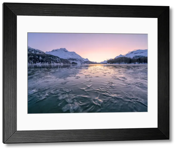 Framed Print : Tree branches trapped in ice under the frozen surface of Lake Sils at sunset, Engadine Framed Print : Tree branches trapped in ice under the frozen surface of Lake Sils at sunset, Engadine