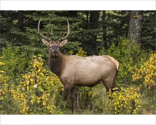 Bull Elk (Wapiti), Banff National Park, UNESCO World Heritage Site, Alberta