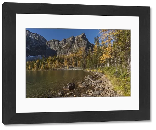 Arnica Lake in autumn with Larch trees and Mountains, Banff National Park