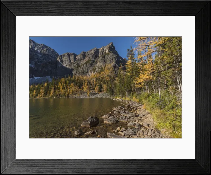 Framed Print : Arnica Lake in autumn with Larch trees and Mountains, Banff National Park Framed Print : Arnica Lake in autumn with Larch trees and Mountains, Banff National Park