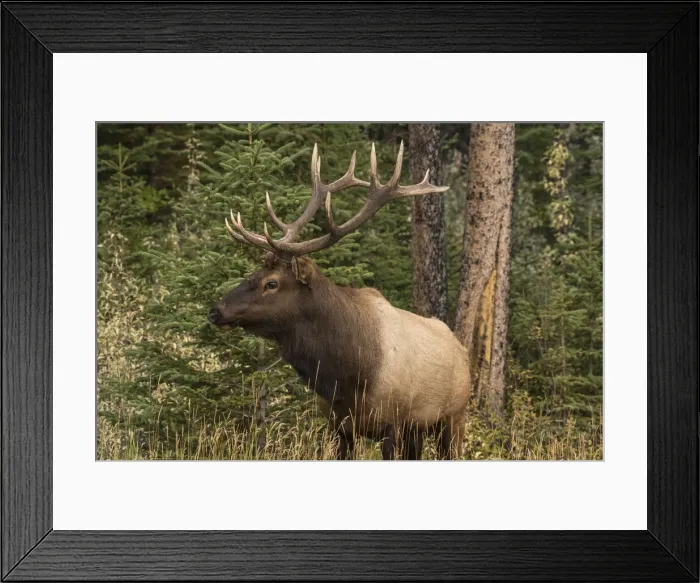 Framed Print : Bull Elk (Wapiti), Banff National Park, UNESCO World Heritage Site, Alberta Framed Print : Bull Elk (Wapiti), Banff National Park, UNESCO World Heritage Site, Alberta