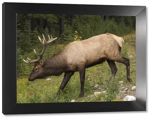 Bull Elk (Wapiti), Banff National Park, UNESCO World Heritage Site, Alberta