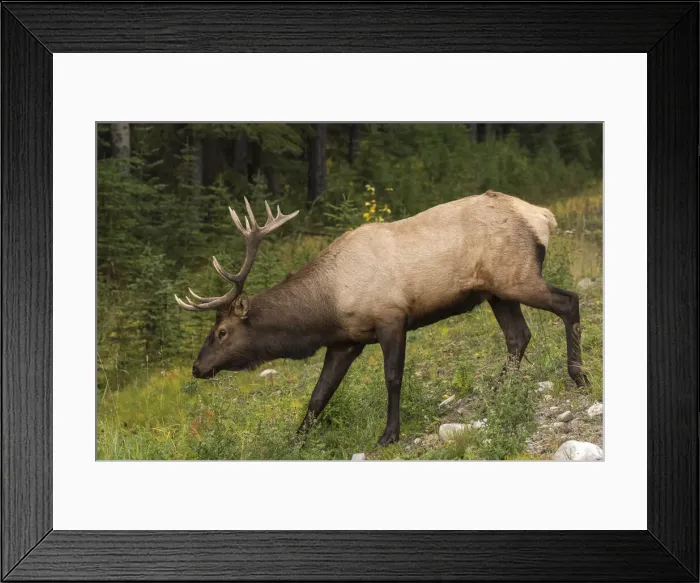 Framed Print : Bull Elk (Wapiti), Banff National Park, UNESCO World Heritage Site, Alberta Framed Print : Bull Elk (Wapiti), Banff National Park, UNESCO World Heritage Site, Alberta