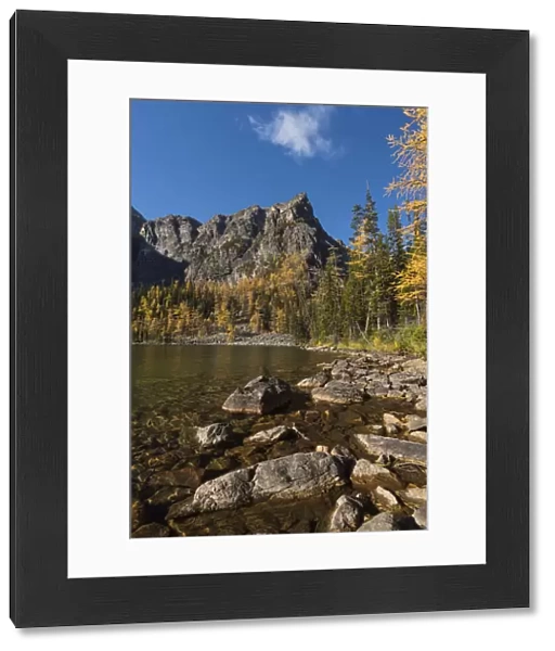Arnica Lake in Autumn with Larch trees and Mountains, Banff National Park