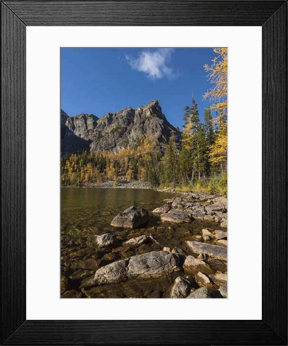 Framed Print : Arnica Lake in Autumn with Larch trees and Mountains, Banff National Park Framed Print : Arnica Lake in Autumn with Larch trees and Mountains, Banff National Park