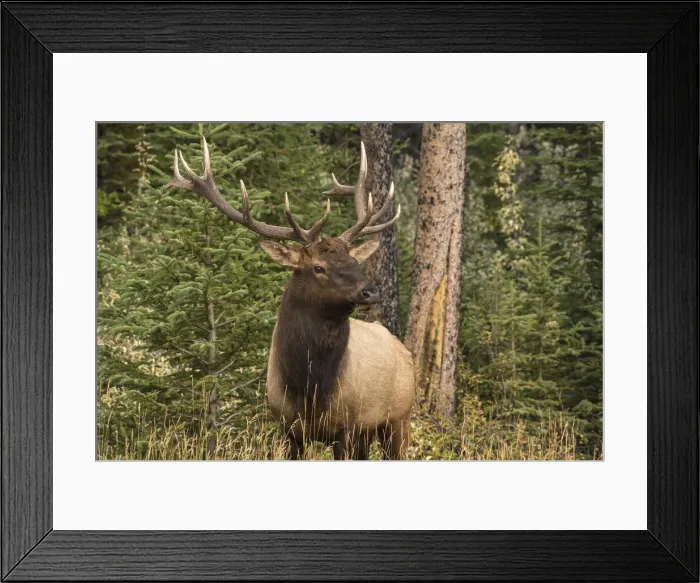 Framed Print : Bull Elk (Wapiti), Banff National Park, UNESCO World Heritage Site, Alberta Framed Print : Bull Elk (Wapiti), Banff National Park, UNESCO World Heritage Site, Alberta