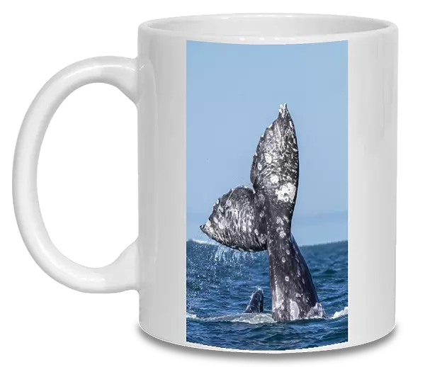 California gray whales (Eschrichtius robustus), courtship behaviour, San Ignacio Lagoon