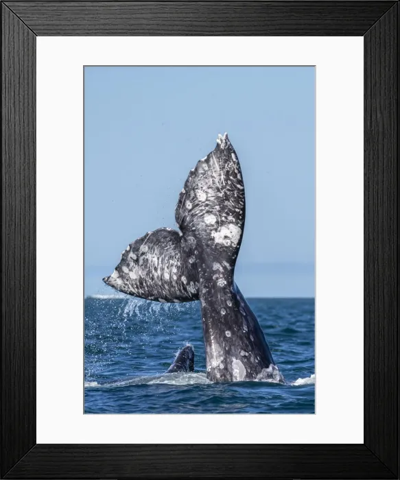Framed Print : California gray whales (Eschrichtius robustus), courtship behaviour, San Ignacio Lagoon Framed Print : California gray whales (Eschrichtius robustus), courtship behaviour, San Ignacio Lagoon