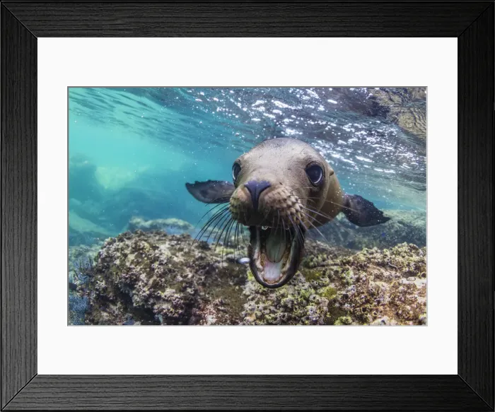 Framed Print : California sea lion (Zalophus californianus), underwater at Los Islotes Framed Print : California sea lion (Zalophus californianus), underwater at Los Islotes