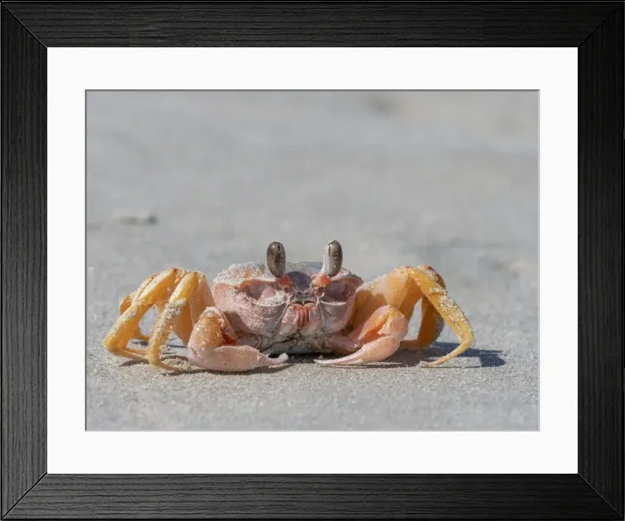 Framed Print : Adult ghost crab (Ocypode spp), on the beach at Isla Magdalena, Baja California Sur Framed Print : Adult ghost crab (Ocypode spp), on the beach at Isla Magdalena, Baja California Sur