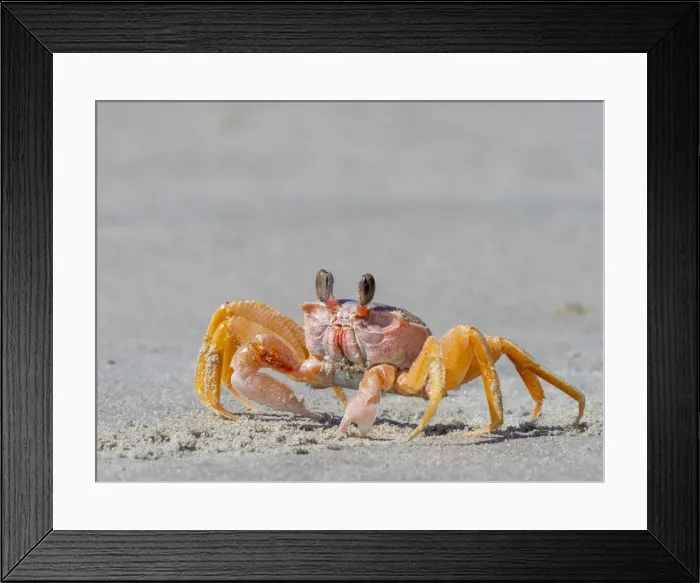 Framed Print : Adult ghost crab (Ocypode spp) on the beach at Isla Magdalena, Baja California Sur Framed Print : Adult ghost crab (Ocypode spp) on the beach at Isla Magdalena, Baja California Sur