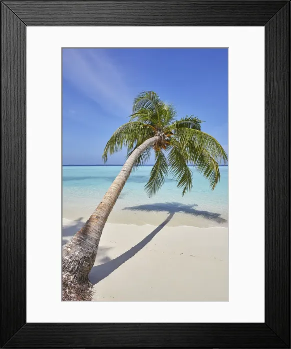 Framed Print : A tropical island beachside coconut palm, Gaafu Dhaalu atoll Framed Print : A tropical island beachside coconut palm, Gaafu Dhaalu atoll