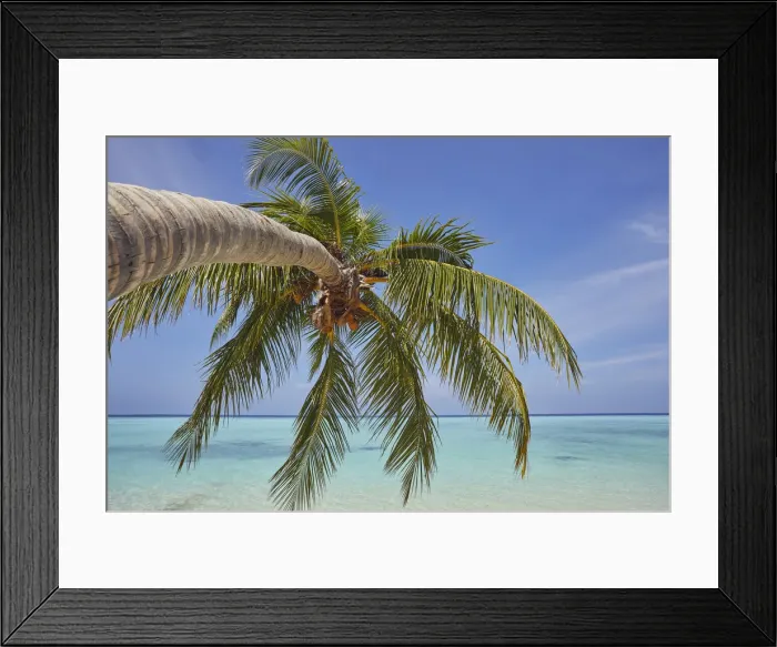 Framed Print : A tropical island beachside coconut palm, Gaafu Dhaalu atoll Framed Print : A tropical island beachside coconut palm, Gaafu Dhaalu atoll