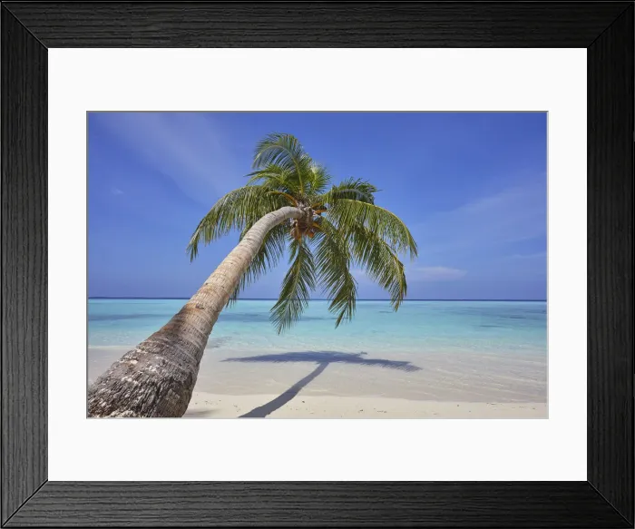 Framed Print : A tropical island beachside coconut palm, Gaafu Dhaalu atoll Framed Print : A tropical island beachside coconut palm, Gaafu Dhaalu atoll
