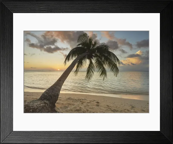 Framed Print : A shoreline coconut palm at sunset, on Havodda island, Gaafu Dhaalu atoll