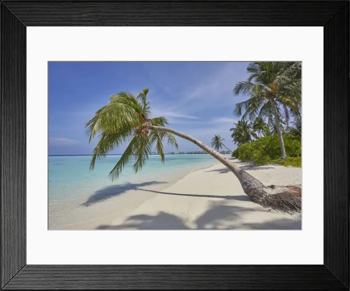 Framed Print : A tropical island beachside coconut palm, Gaafu Dhaalu atoll Framed Print : A tropical island beachside coconut palm, Gaafu Dhaalu atoll