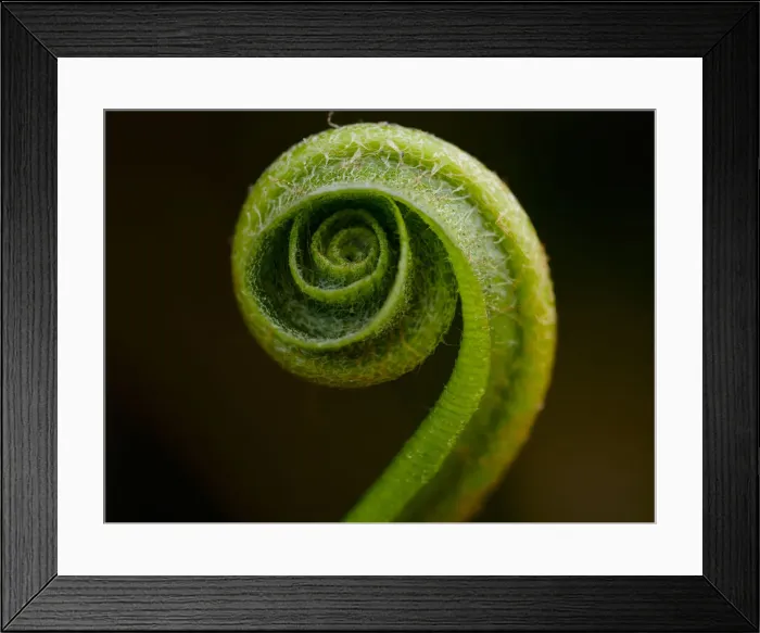 Framed Print : Harts Tongue Fern (Phyllitis scolopendrium), County Clare, Munster Framed Print : Harts Tongue Fern (Phyllitis scolopendrium), County Clare, Munster