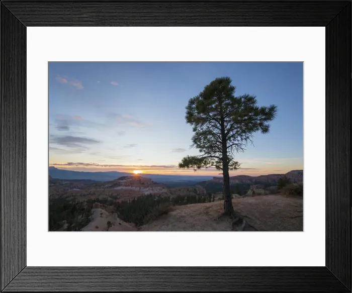 Framed Print : Pine tree on clifftop above the Queens Garden near Sunrise Point, sunrise Framed Print : Pine tree on clifftop above the Queens Garden near Sunrise Point, sunrise