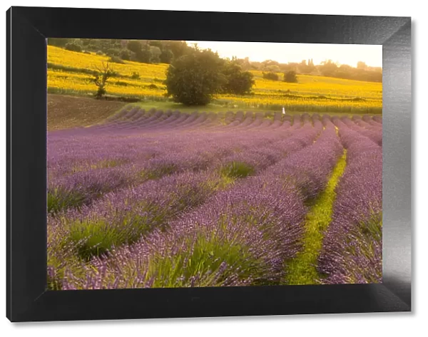 Lavender fields at sunset, Corinaldo, Marche, Italy, Europe