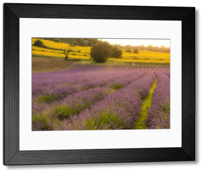 Framed Print : Lavender fields at sunset, Corinaldo, Marche, Italy, Europe