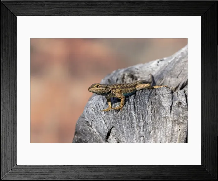 Framed Print : Adult male plateau fence lizard (Sceloporus tristichus) Framed Print : Adult male plateau fence lizard (Sceloporus tristichus)
