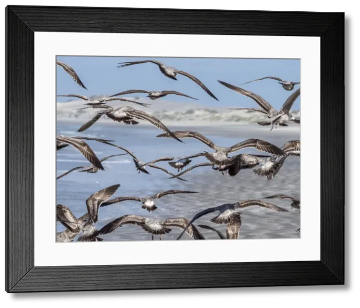 Framed Print : Juvenile western gulls (Larus occidentalis) feeding on tuna crabs, Isla Magdalena Framed Print : Juvenile western gulls (Larus occidentalis) feeding on tuna crabs, Isla Magdalena
