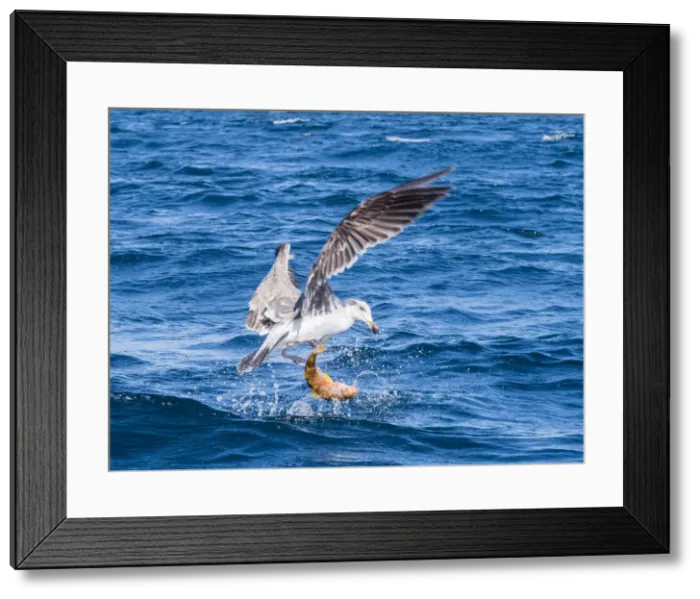Framed Print : Juvenile yellow-footed gull (Larus livens), eating a goatfish, Isla San Ildefonso Framed Print : Juvenile yellow-footed gull (Larus livens), eating a goatfish, Isla San Ildefonso