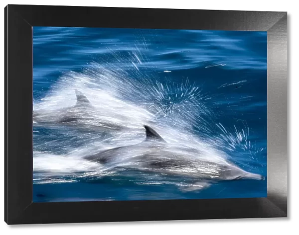 Motion blur of long-beaked common dolphins (Delphinus capensis), Puerto Gatos
