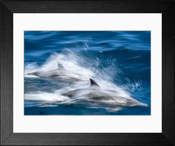 Framed Print : Motion blur of long-beaked common dolphins (Delphinus capensis), Puerto Gatos Framed Print : Motion blur of long-beaked common dolphins (Delphinus capensis), Puerto Gatos