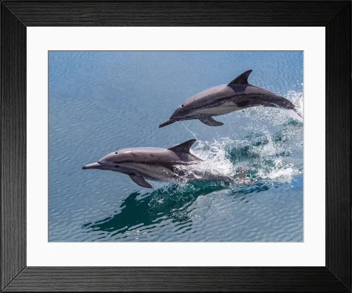 Framed Print : Long-beaked common dolphins (Delphinus capensis), leaping, Isla San Pedro Esteban Framed Print : Long-beaked common dolphins (Delphinus capensis), leaping, Isla San Pedro Esteban