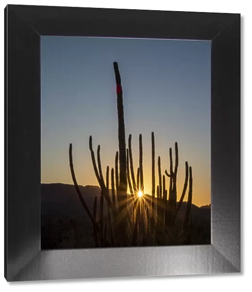 Organ pipe cactus (Stenocereus thurberi) at sunset, Organ Pipe Cactus National Monument
