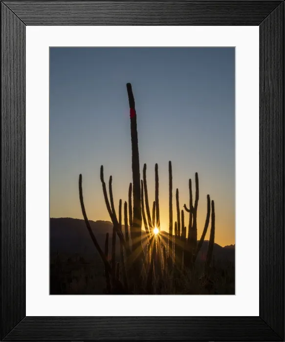 Framed Print : Organ pipe cactus (Stenocereus thurberi) at sunset, Organ Pipe Cactus National Monument Framed Print : Organ pipe cactus (Stenocereus thurberi) at sunset, Organ Pipe Cactus National Monument